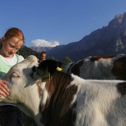 Sommerurlaub mit unseren Tieren