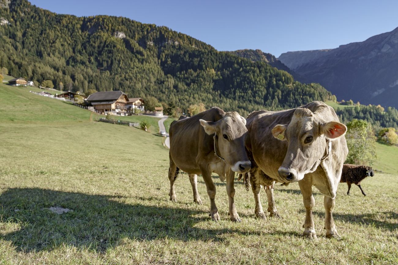 Gesundes Futter für eine gesunde Milch