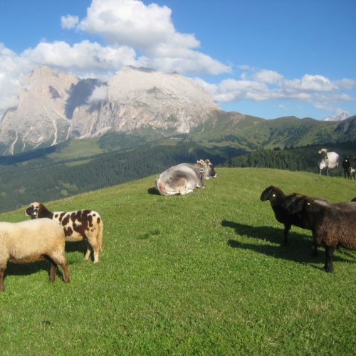 Urlaub auf dem Bauernhof in Kastelruth