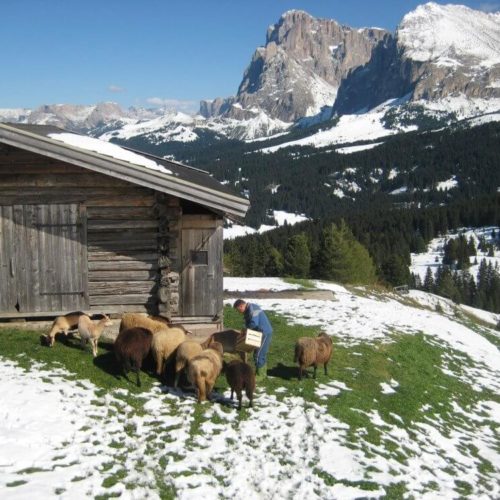 Impressionen vom Pristingerhof in Seis am Schlern