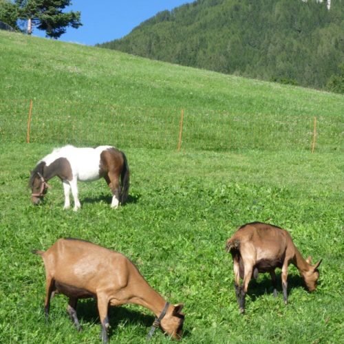 Impressionen vom Pristingerhof in Seis am Schlern