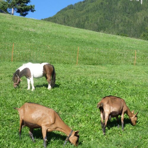 Impressioni sul maso Prispingerhof in Alto Adige