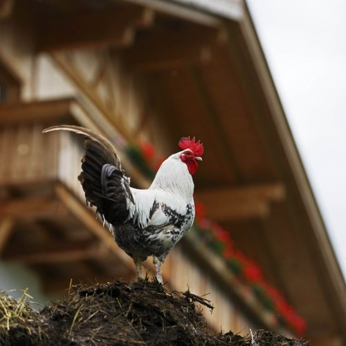 Impressions of Prispingerhof Farm in South Tyrol